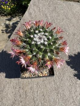 Mammillaria oaxaca